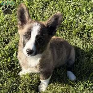 Willow, Pembroke Welsh Corgi Puppy